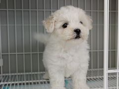 -翊宠yipet猫狗购宠庄园犬舍•猫舍