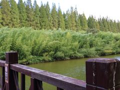 -黄海国家森林公园