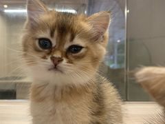 -飞行喵MR PILOT|猫舍·猫咖(静安大融城店)
