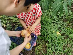 -南汇新场正宗水蜜桃采摘