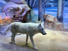 -芜湖新华联大白鲸海洋公园