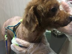 -安安宠医宠物医院·异宠·犬猫内科(岳阳分院)