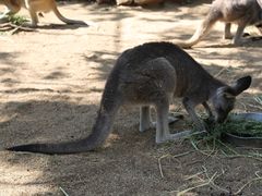 -费瑟代尔野生动物园