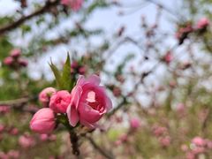 -桃花堤公园