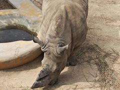 -西霞口神雕山野生动物世界