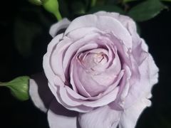 -香蜜公园