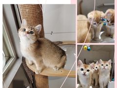 -东方名猫馆·英短金渐层布偶猫舍(环线广场1号楼店)