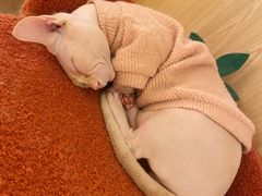 -猫腻·猫咖·撸猫馆(星光大道店)
