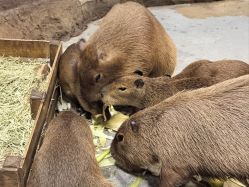 -Zoolung Zoolung动物主题公园(海信广场店)