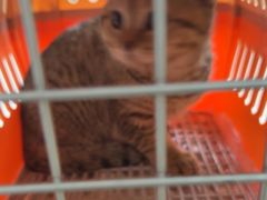 -瑞派福兴宠物医院犬猫全科·骨科·中西医结合(河东店)