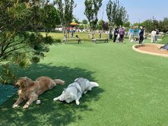 -爪吧宠物乐园 (温榆河示范区店)