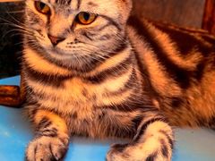 -猫色咖啡·猫咖