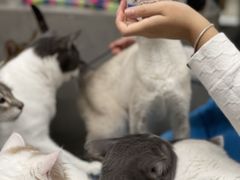 -Cappucimeow猫咪咖啡馆(韦伯时代店)