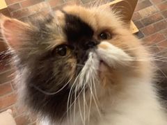 -more than meow吴止猫主题餐厅(承德 中船汇店)