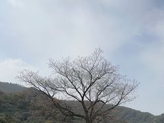 -树山生态村