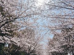 -高东镇樱花园