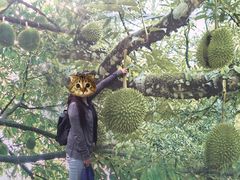 -都念榴莲·城市榴莲