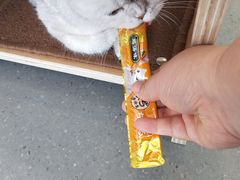 -飞行喵MR PILOT|猫舍·猫咖(静安大融城店)