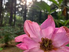 -洛阳白云山景区