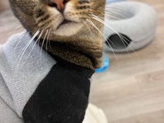 -柴迷FANS CLUB·柴犬狗咖·猫咖