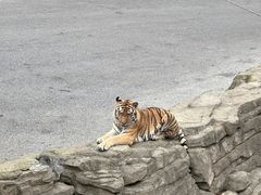 -大连森林动物园