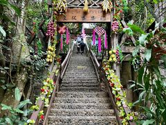 -西双版纳原始森林公园