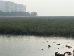 -北海金海湾红树林生态旅游区