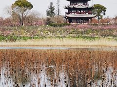 -上海海湾国家森林公园