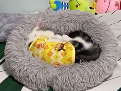 -lincat·猫舍(广州店)