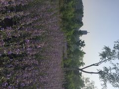 iphone_upload_pic-永定河休闲森林公园