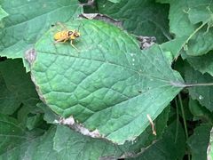 -碓臼峪自然风景区