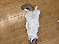 -有喵·猫咖·狗咖·30几只猫10只小狗(岗厦店)