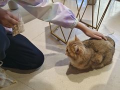 -藏猫猫咖啡主题馆(中央大道店)