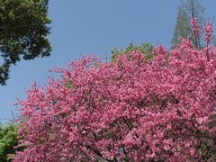 -苏州上方山国家森林公园