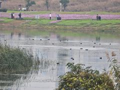 -洋湖国家湿地公园