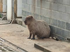 -合肥野生动物园