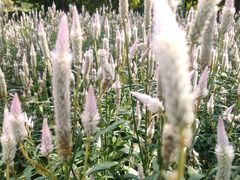 -黑龙江省森林植物园