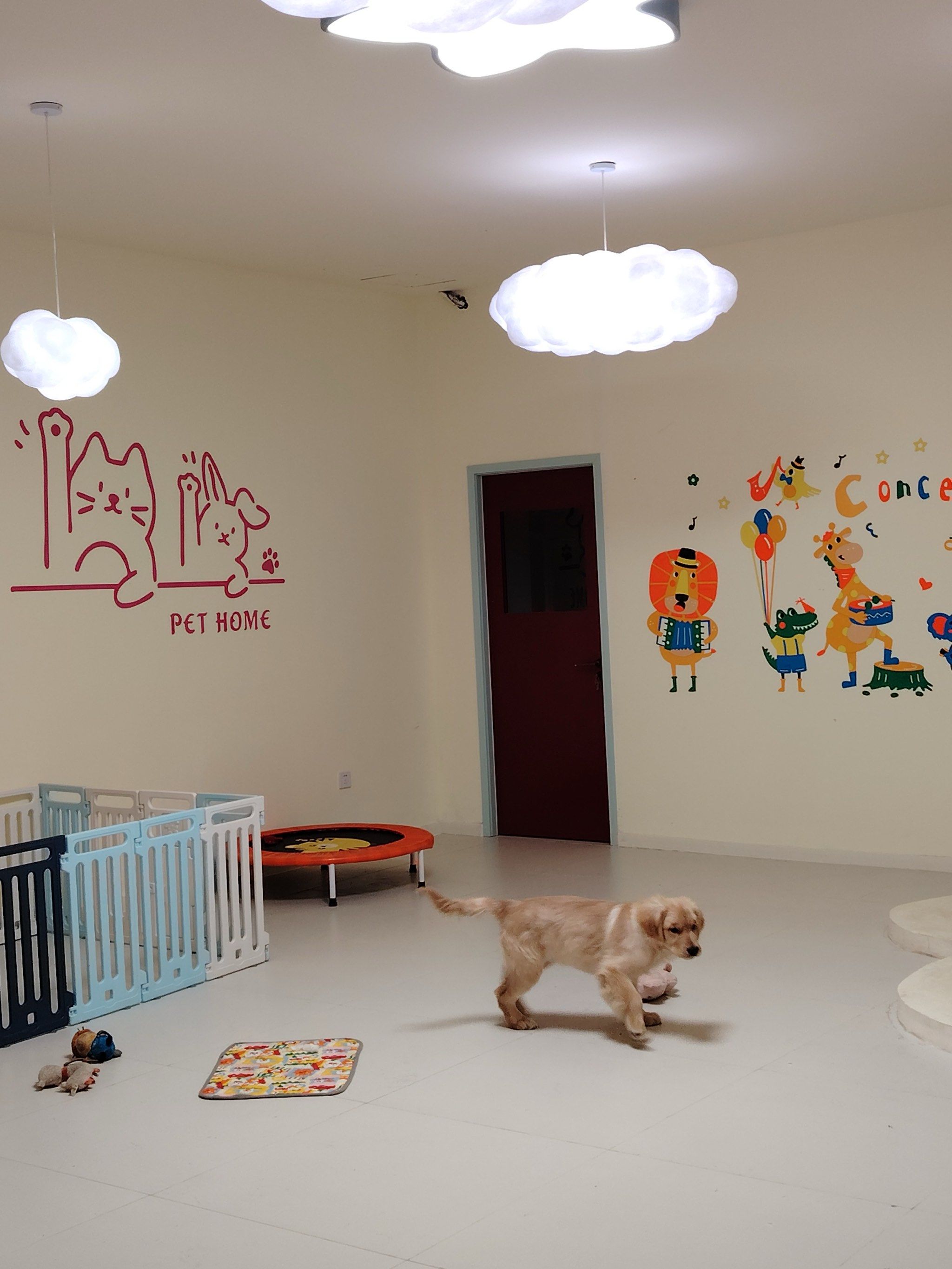 宠物美容专家来啦