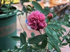 -花房咖啡 FLOWER YIN COFFEE
