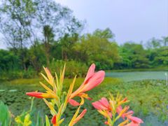 -西溪国家湿地公园