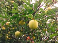 -西山樟坞健康果园枇杷杨梅采摘