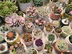 -双季花艺园艺市场(浦东店)