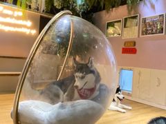 -Husky Go! 哈士奇体验馆·宠物咖啡厅狗咖
