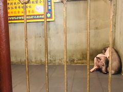 -三肥两瘦烤肉(鹿城店)
