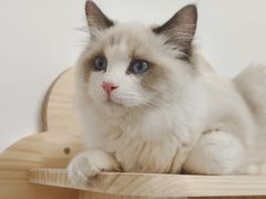 -滚猫咖啡·猫咖·猫友好撸猫(未来城店)