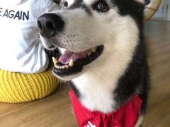 -Husky Go! 哈士奇体验馆·宠物咖啡厅狗咖