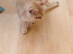 -猫咪派对(江南西店)