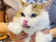 -欣宠猫屋·矮脚拿破仑·蓝金金渐层