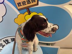 -帕帕拉兹宠物(亚洲旗舰店)