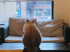 -滚猫咖啡·猫咖·猫友好撸猫(未来城店)